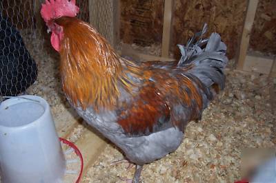 8 + maran chicken eggs for hatching-purebreed-mixed lot