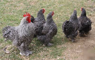 Bantam barred chicken hatching eggs (8+)
