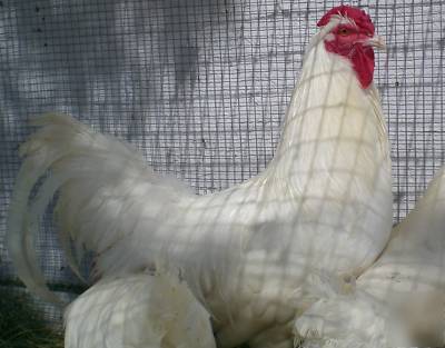 Rare 12+ white dorking chicken hatching eggs