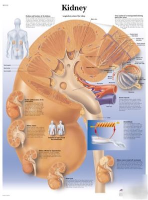 3B scientific human kidney anatomical chart (paper)
