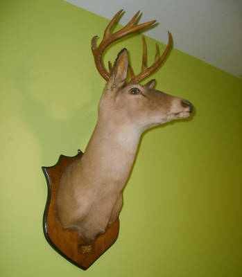 Trophy 10 point whitetail buck deer mounted head mount