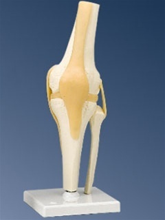 3B scientific knee joint human anatomical model w/stand