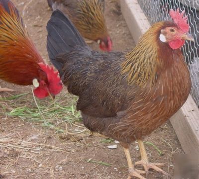 Sc light brown leghorn chicken hatching eggs 10+ 