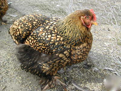 6 golden laced cochin hatching eggs, large standards