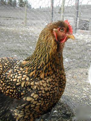 6 golden laced cochin hatching eggs, large standards