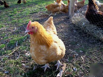 (12) buff orphington chicken hatching incubator eggs