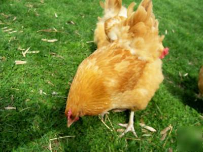 (12) buff orphington chicken hatching incubator eggs
