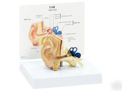 Ear model cochlea auditory canal anatomy #2250 free s&h