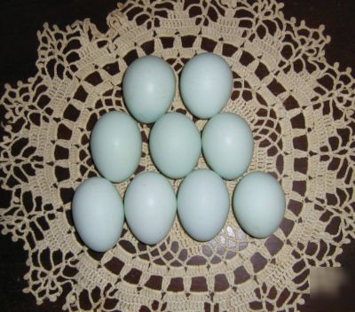 15 blue ameraucana hatching eggs**blue egg layers**npip