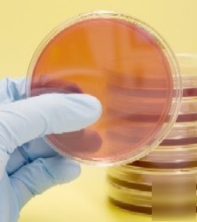 Microbiology, biology starter kit agar, petri dishes