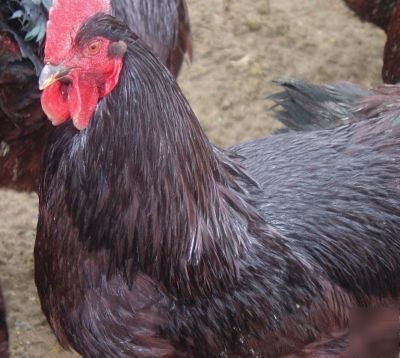 Rhode island red chicken hatching eggs ~ mahogany ~ 10+