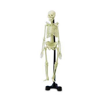 Mini human skeleton model, student, medical