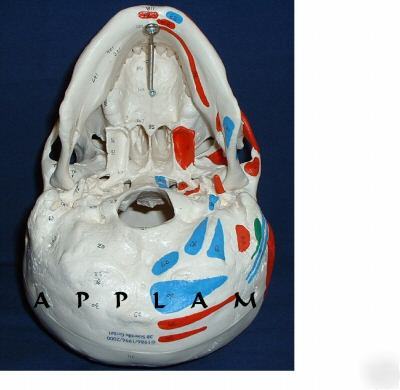 New * 3B scientific painted human skull anatomical model