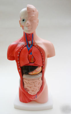 26CM mini human torso model anatomical medical 15 parts