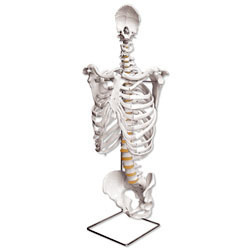 Nasco's human trunk skeleton 