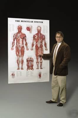 The human muscular system giant anatomical chart/poster