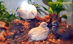 Fertile button quail bird eggs for incubator hatching