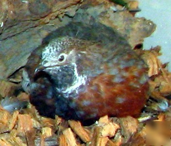 Fertile button quail bird eggs for incubator hatching