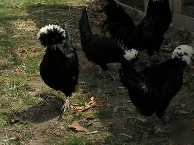 24+ polish chicken hatching eggs for incubator fertile