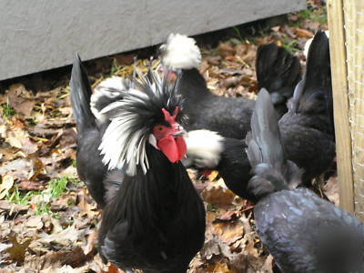 24+ polish chicken hatching eggs for incubator fertile