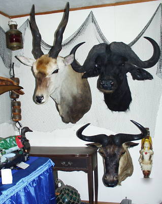 Cape buffalo africa taxidermy