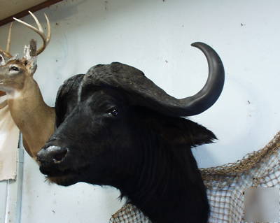 Cape buffalo africa taxidermy