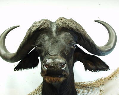 Cape buffalo africa taxidermy