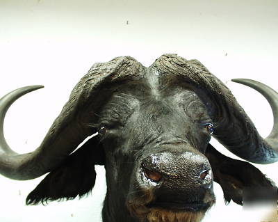 Cape buffalo africa taxidermy