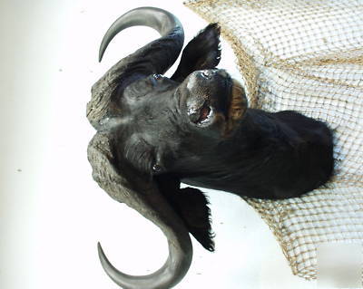 Cape buffalo africa taxidermy