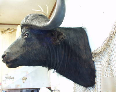 Cape buffalo africa taxidermy