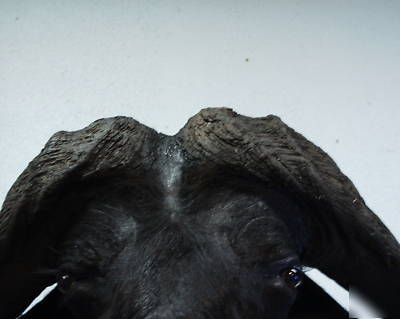 Cape buffalo africa taxidermy