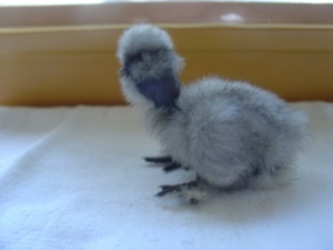 ****6+ showgirl silkie bantam hatching eggs****