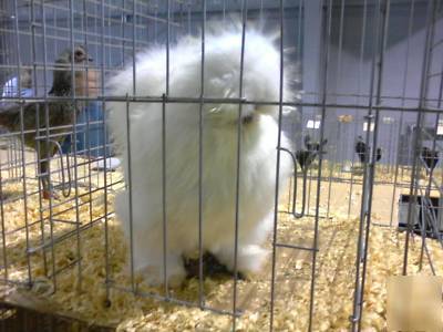 ****6+ showgirl silkie bantam hatching eggs****