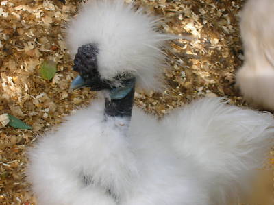 ****6+ showgirl silkie bantam hatching eggs****