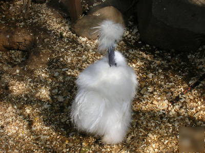 ****6+ showgirl silkie bantam hatching eggs****