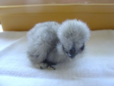 ****6+ showgirl silkie bantam hatching eggs****