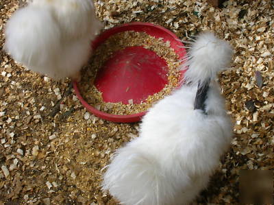 ****6+ showgirl silkie bantam hatching eggs****