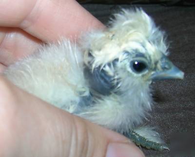 ****6+ showgirl silkie bantam hatching eggs****