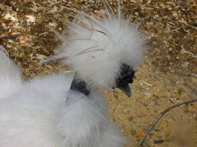 ****6+ showgirl silkie bantam hatching eggs****