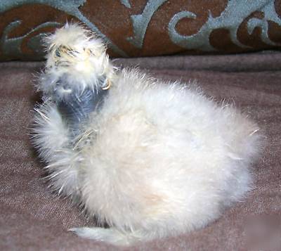 ****6+ showgirl silkie bantam hatching eggs****