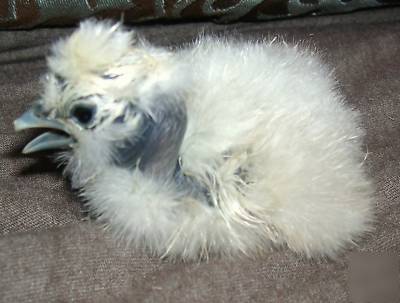 ****6+ showgirl silkie bantam hatching eggs****