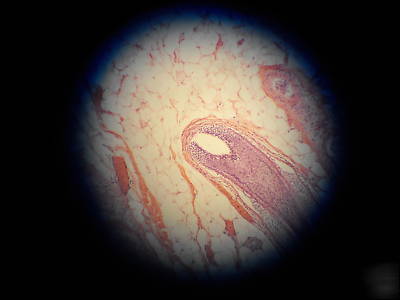 Olympus bhtu fluorescence microscope with 5 plan obj.