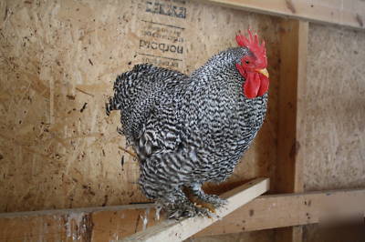 Bantam barred chicken hatching eggs (8+)