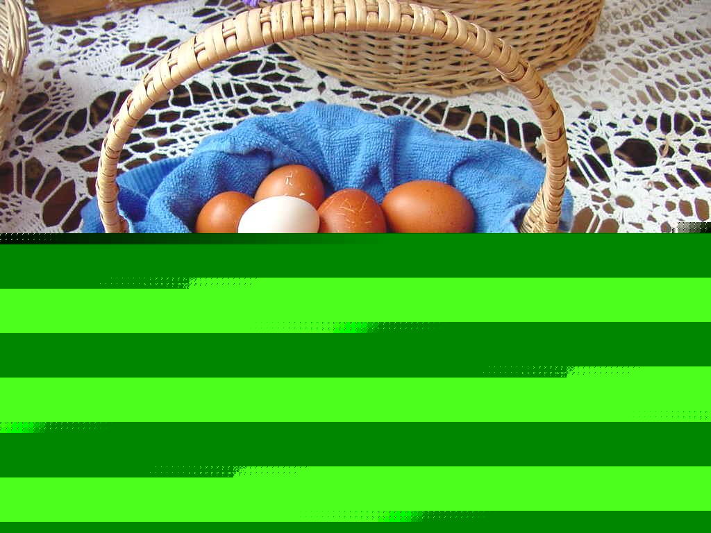 10 + french black copper marans hatching eggs-pure line