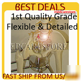 Firstquality flexible spine model 18
