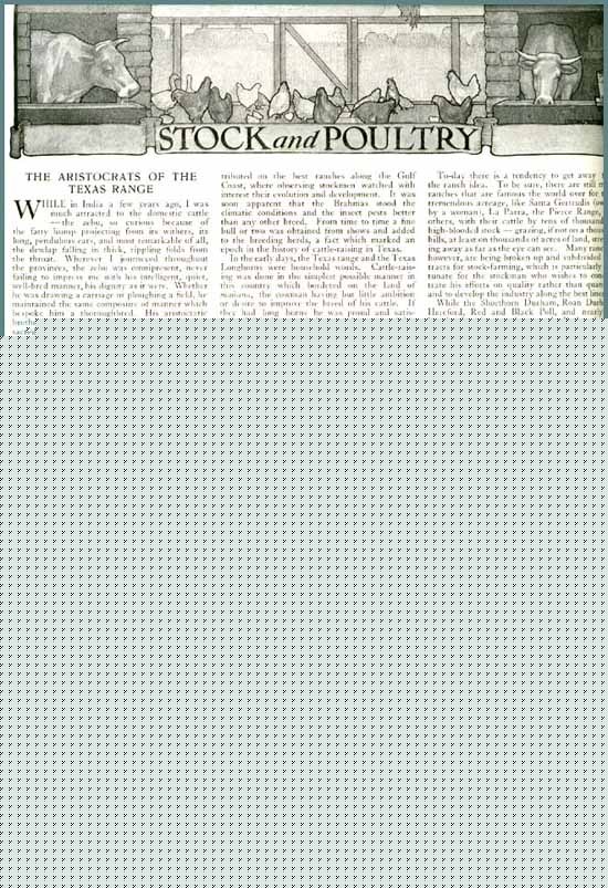 Great 1910 illustrated article on texas range cattle