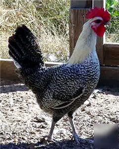 6+eqyptian fayoumi standard hatching eggs E1