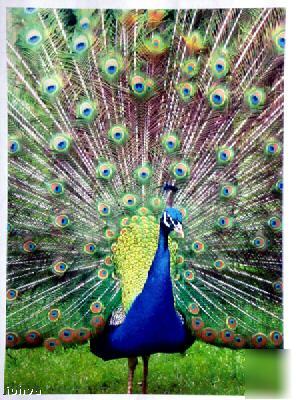 Konica minolta C351 color copier printer scan 80K