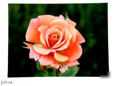 Konica minolta C351 color copier printer scan 80K