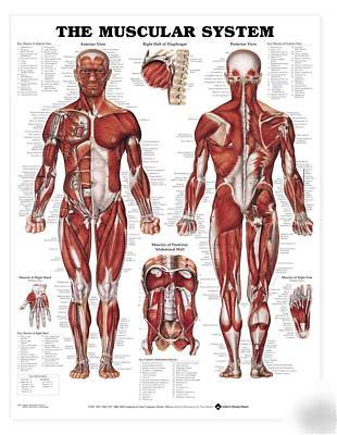 The human anatomical muscular system paper chart